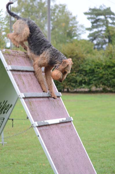 Airedale Terrier Zino von Haus Schirmer